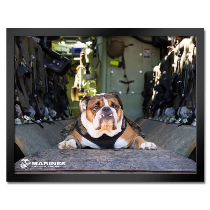 U.S. Marine Corps Bulldog Framed Print